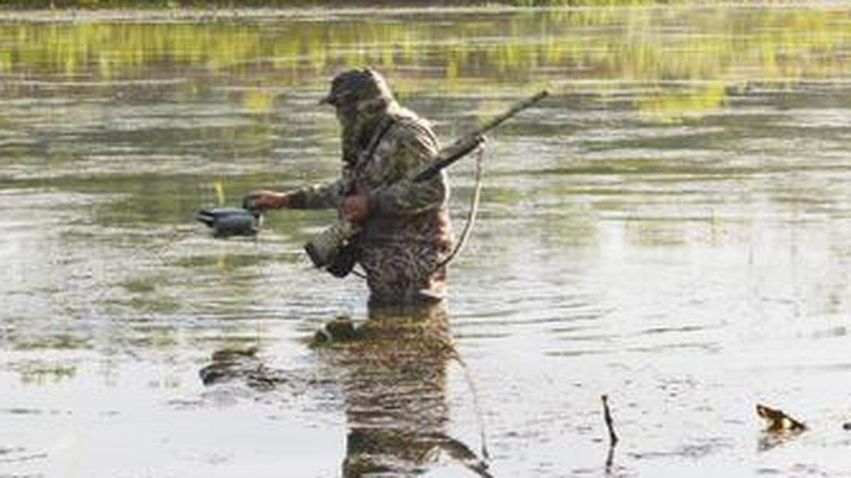 
Bill Hartman repositioned his decoys early on the morning of the Kansas teal opener Sept. 13.
