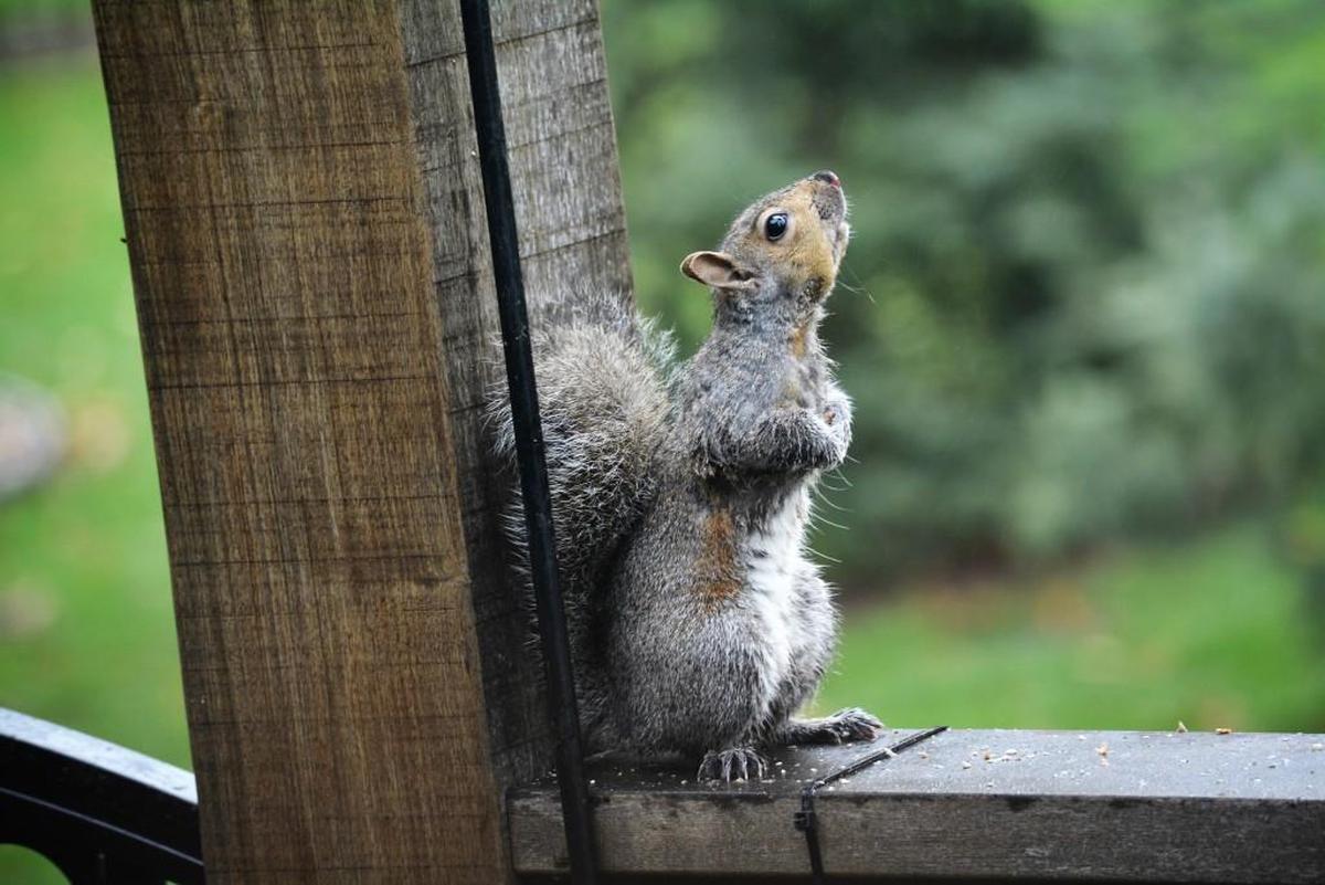 A squirrel seemingly plotted on how to reach a bird feeder that had just been elevated.