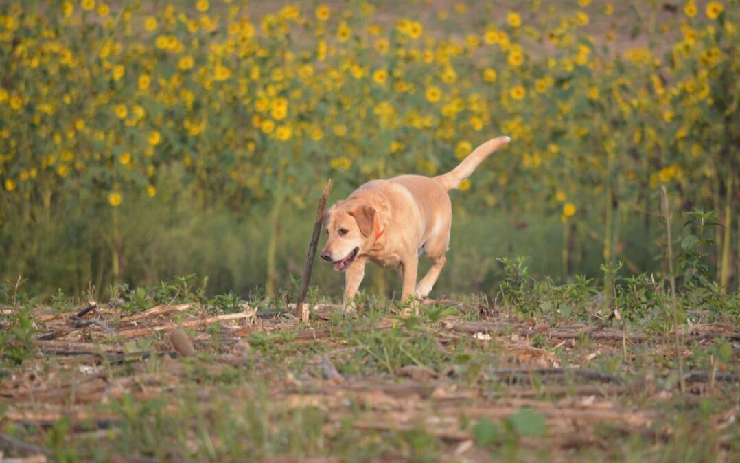
A yellow Lab sniffed around for a dove that had been shot on opening day of the hunting season at the Platte Falls Conservation Area near Platte City.
