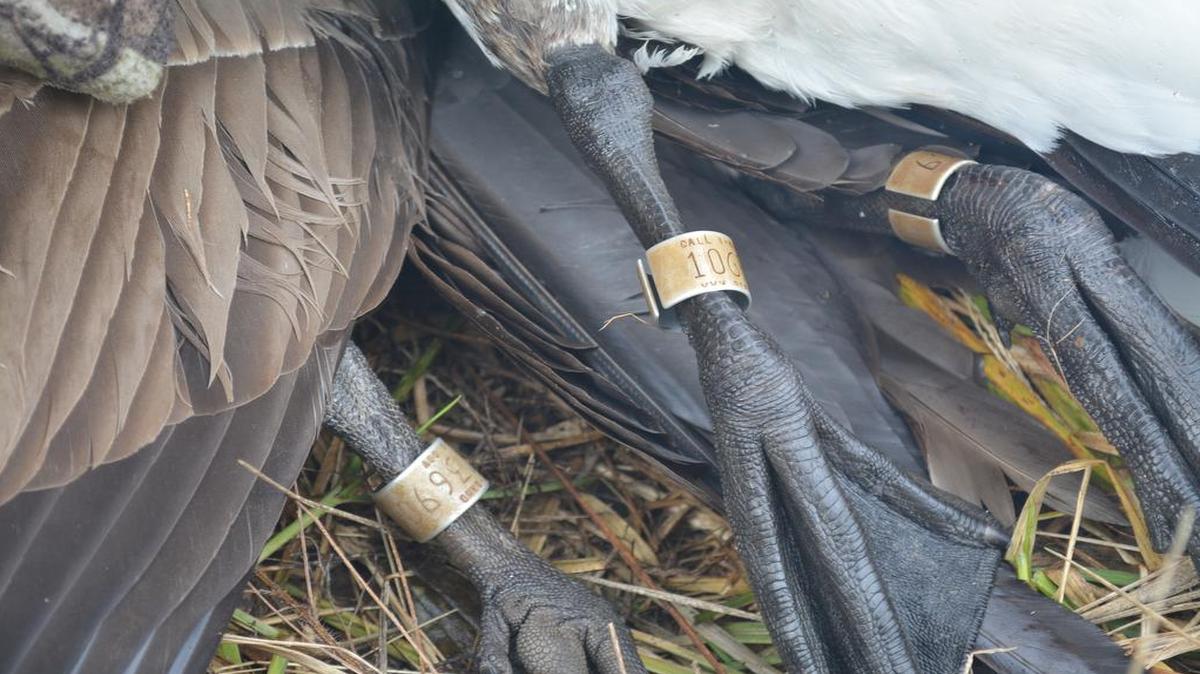 Hunters struck it rich on a recent hunt near Smithville Lake when they took four Canada geese with bands.