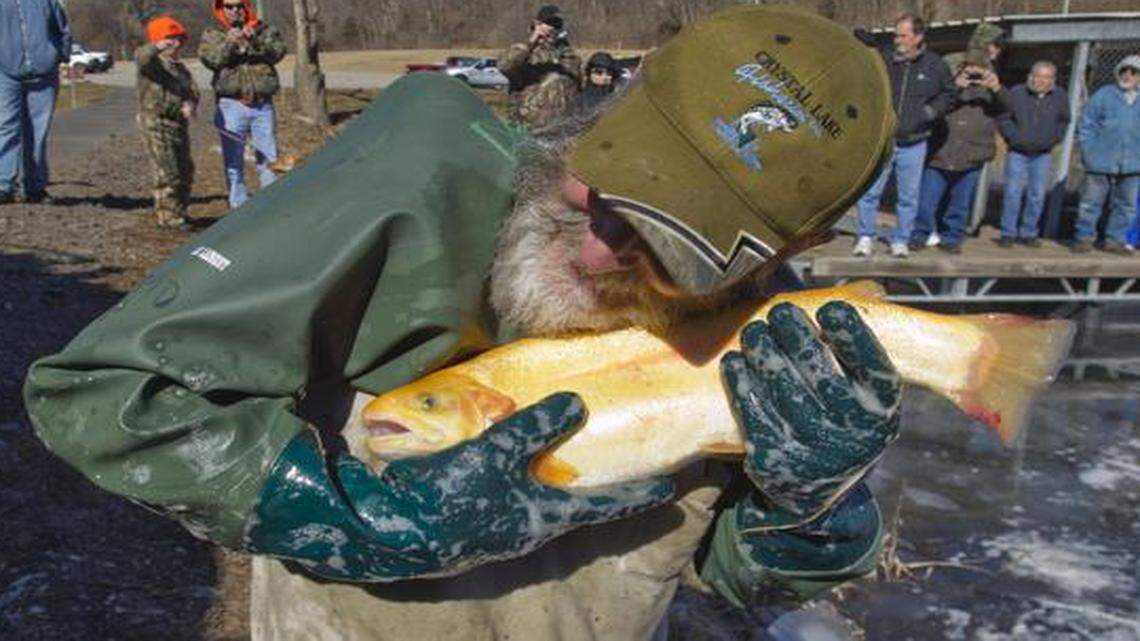 
David Emerson, co-owner of Crystal Lake Fisheries in Ava, Mo., appeared to be snuggling with a Golden Trout as he was trying to show the fish to the crowd while stocking Wyandotte County Lake with trout on Wednesday, February 26, 2014 in Kansas City, Kan. The 1,000 pound delivery was the third of five stockings of the lake with fish this year.
