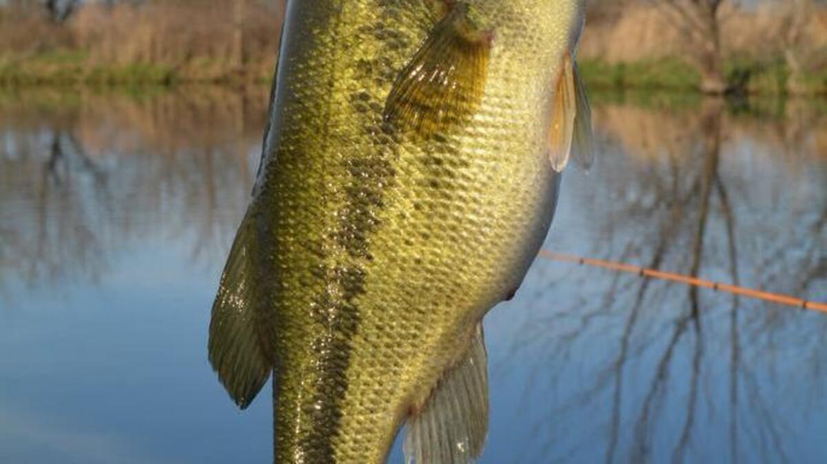 The bass fishing has been hot at Table Rock Lake.