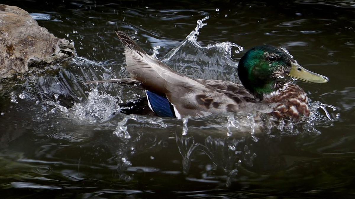 That’s one mallard duck.