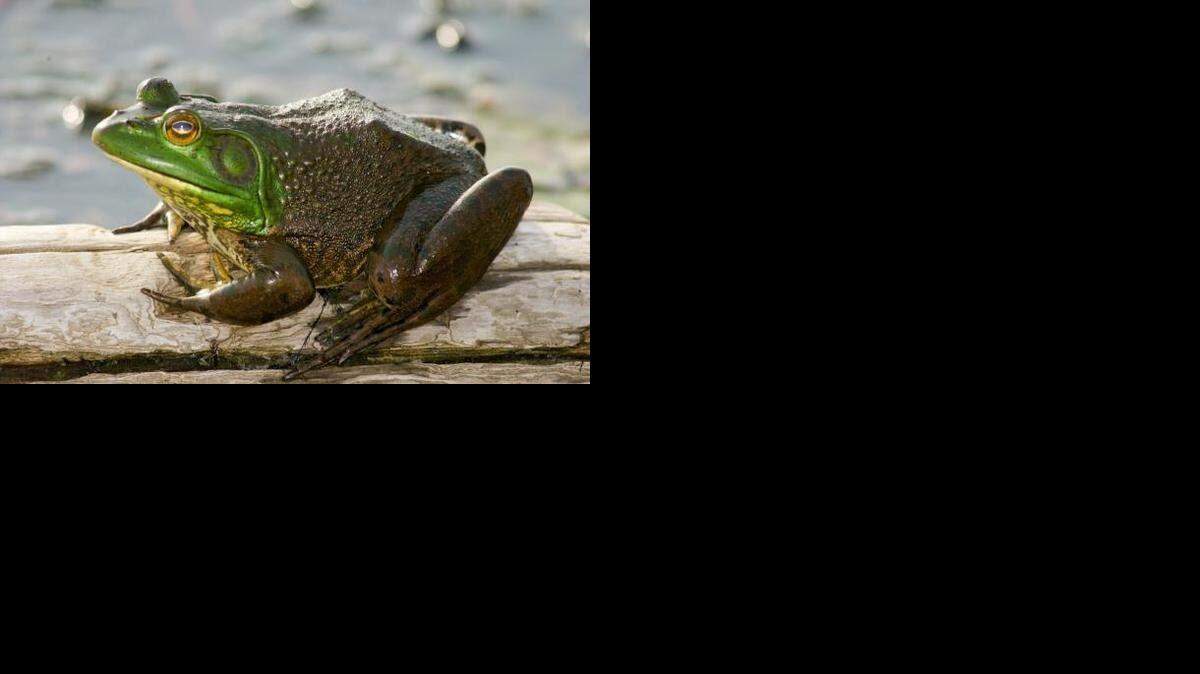 
Missouri has two frog species that are legal game — the bullfrog (in photo) and green frog. Frogging can be practiced with either a fishing permit or a hunting permit.
