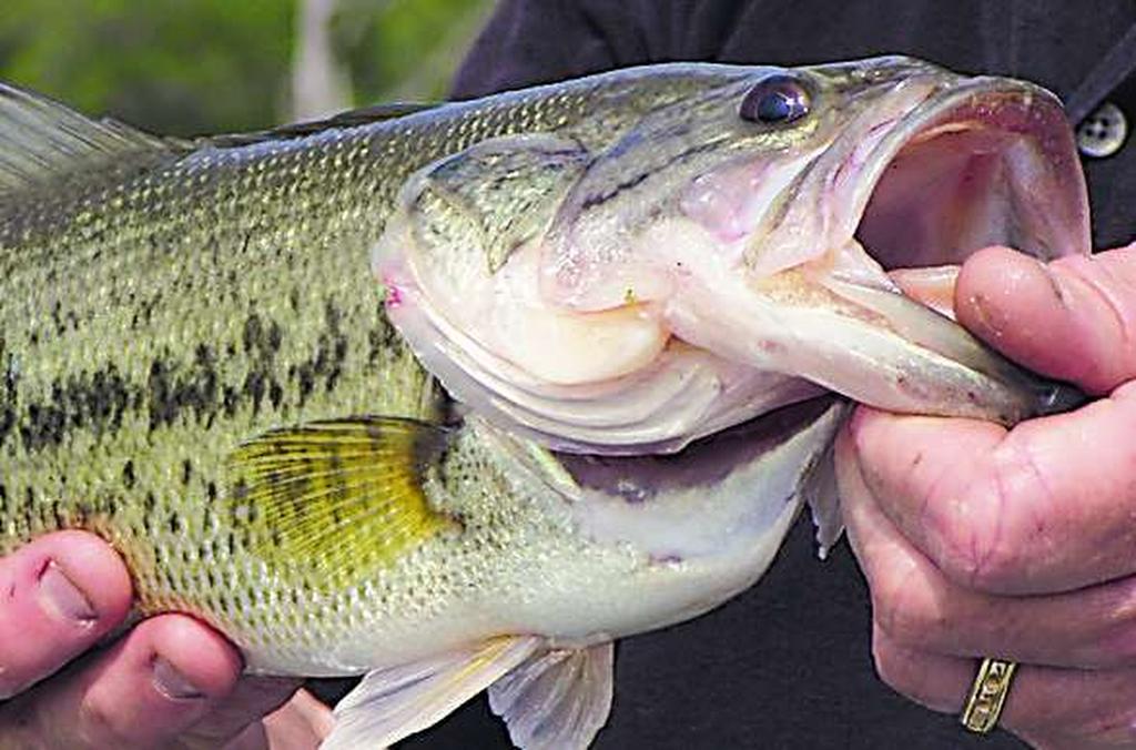 Can you catch a fish with your hands? These KS lakes are removing their fishing limits