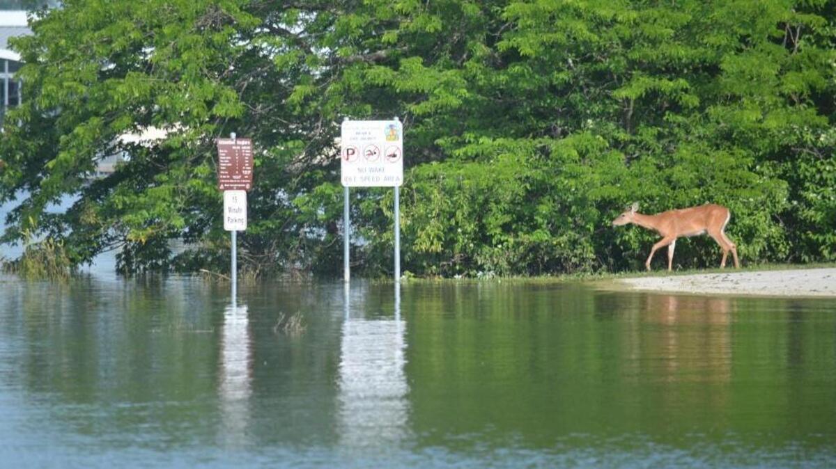 A deer approached the floodwaters that overflowed into a parking lot at Smithville Lake in June.