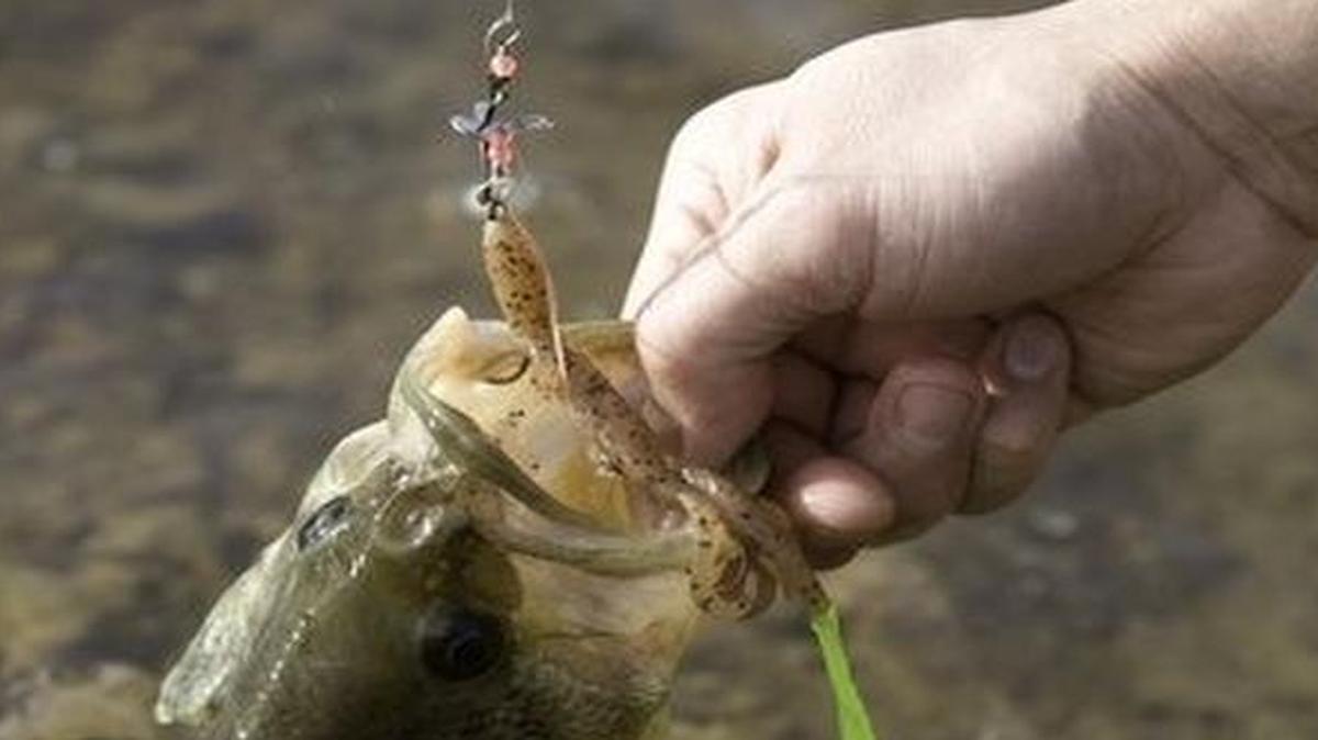 
You can still find good bass fishing at places like Bull Shoals in Missouri, despite the high water.

