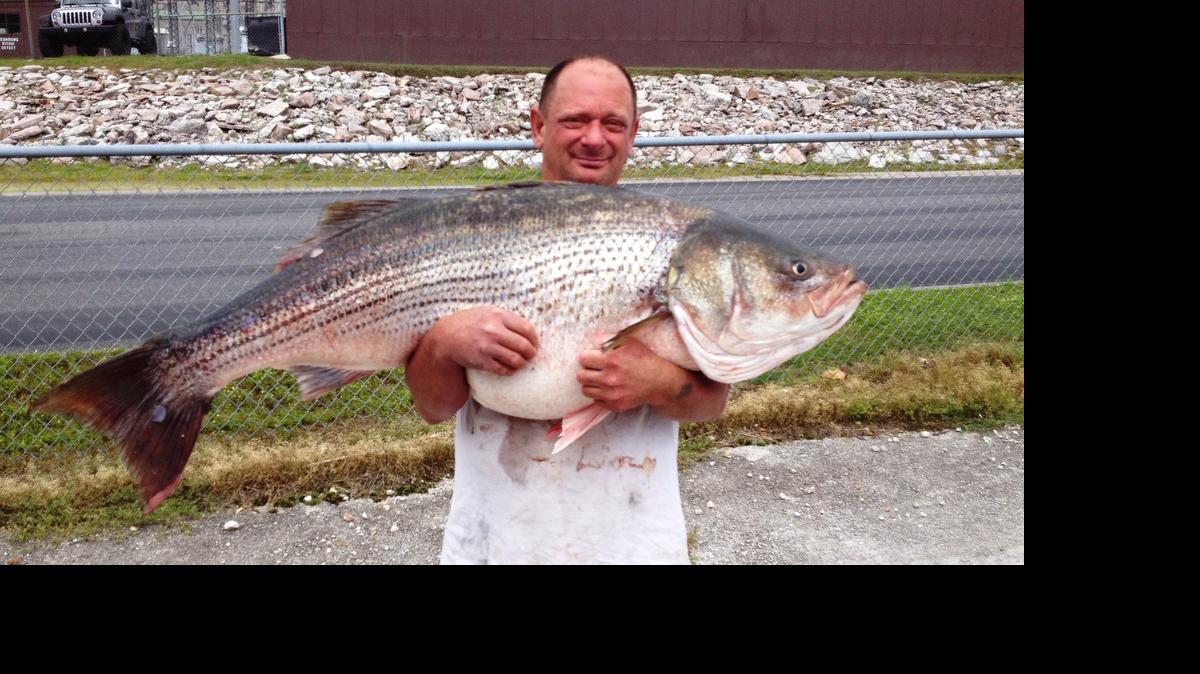 
Lawrence Dillman of Rockaway Beach, Mo., claimed a Missouri record May 21 when he landed this striped bass at Bull Shoals Lake. It weighed 65 pounds, 2 ounces, breaking the former standard of 60 pounds, 9 ounces, set in 2011.
