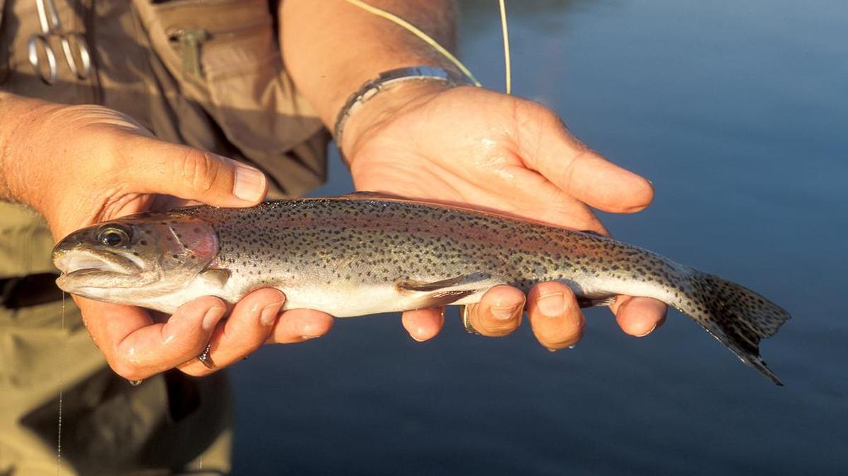 The Missouri trout season begins at 6:30 a.m. Tuesday.