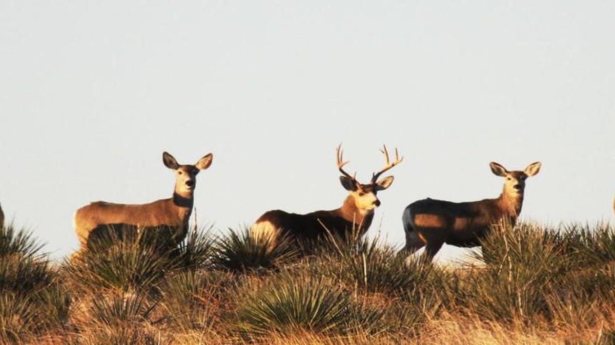 The overall outlook is good for firearms deer season, when it opens Wednesday. Reports indicate mule deer numbers remain low in some areas.