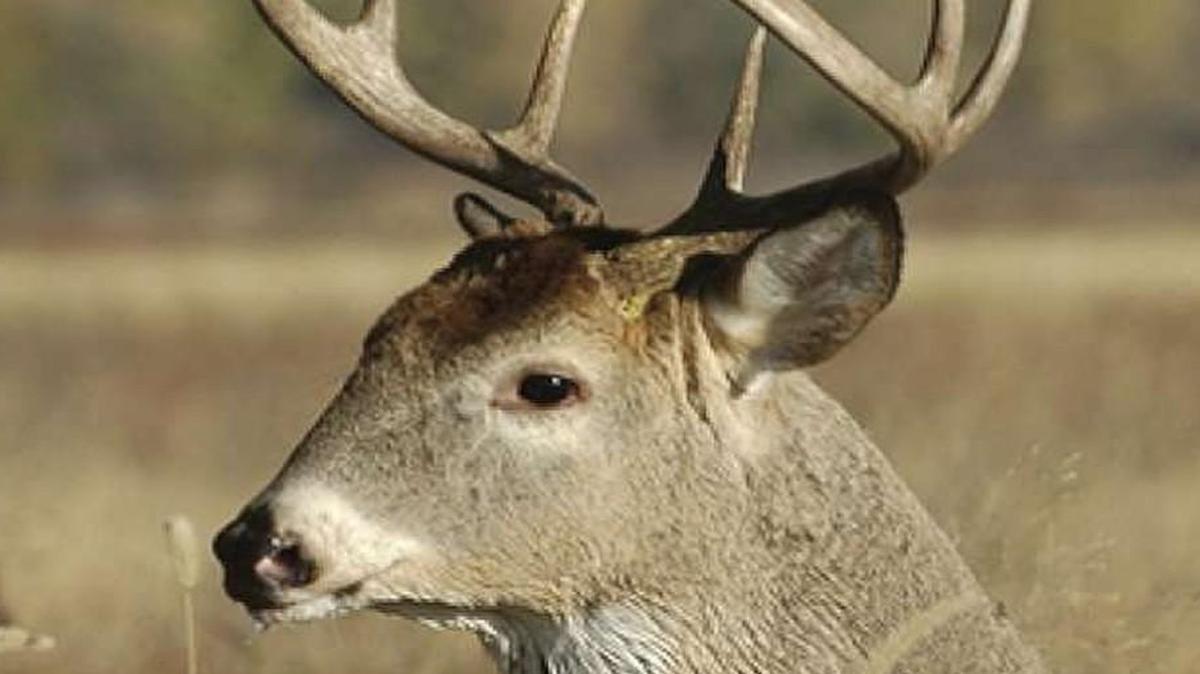 The number of deer killed in the opening weekend of Missouri firearms season is the highest in five years.