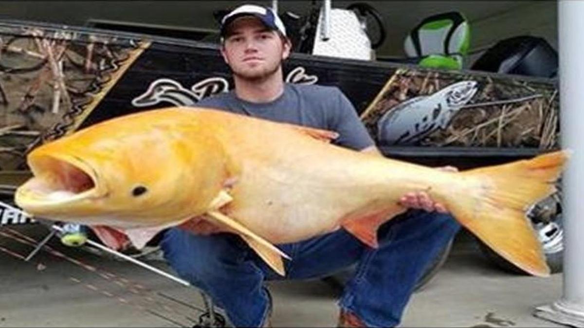Holt Horrell, of Cape Girardeau, and his boss Jordan Porter, reeled in a 40-pound albino big head carp while bowfishing on the St. Francis River.