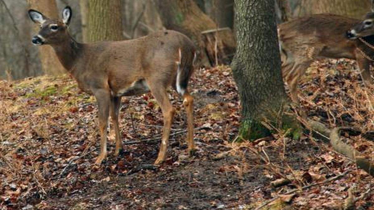 
Chronic Wasting Disease was first found in Missouri in 2010. 


