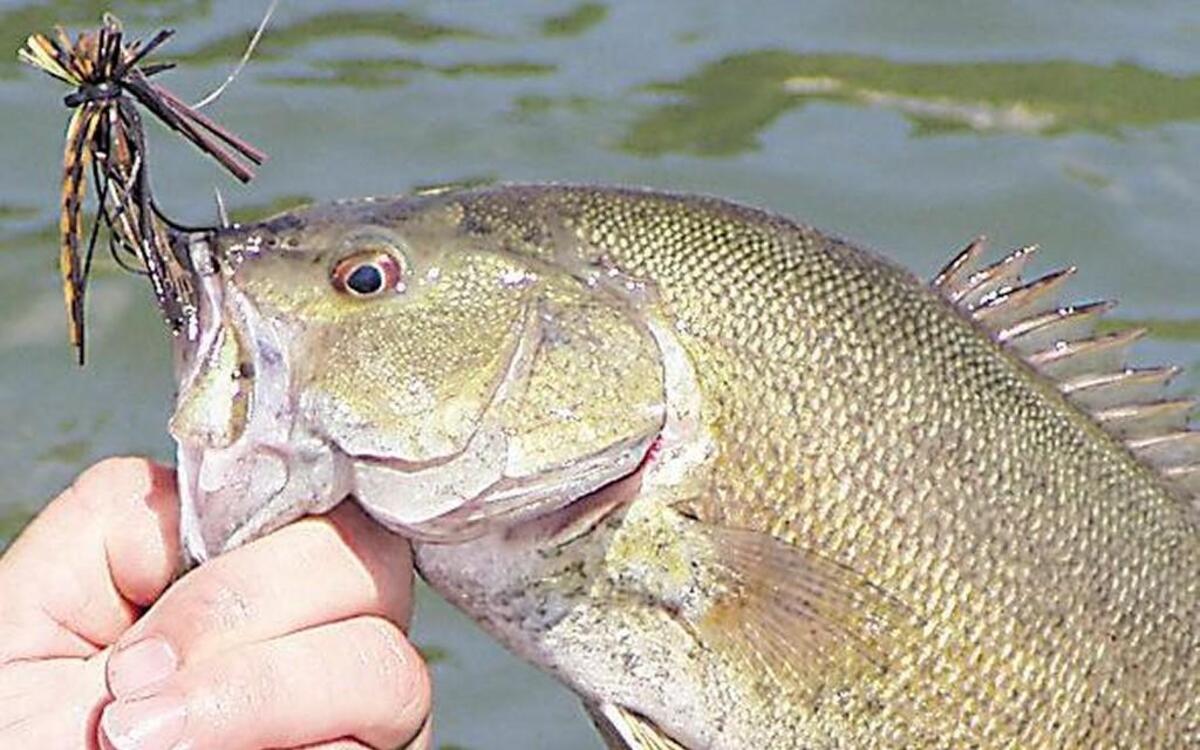 Smallmouth bass