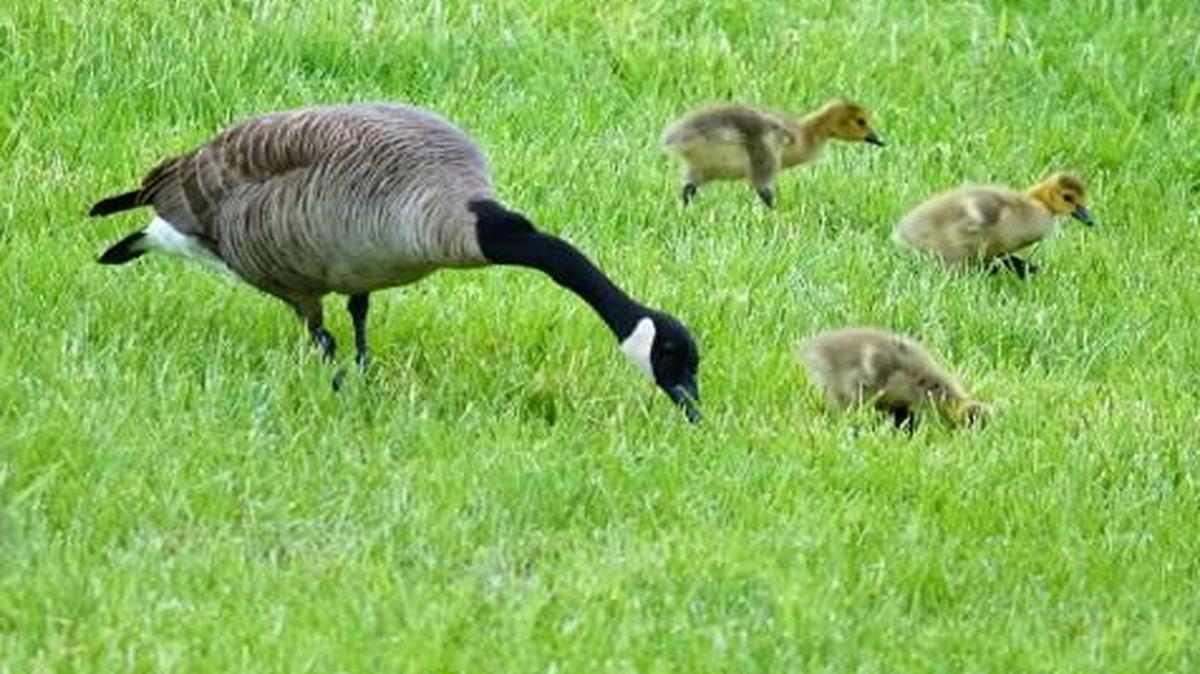 A mother goose led her small ones on a feeding expedition in a backyard near a suburban lake.