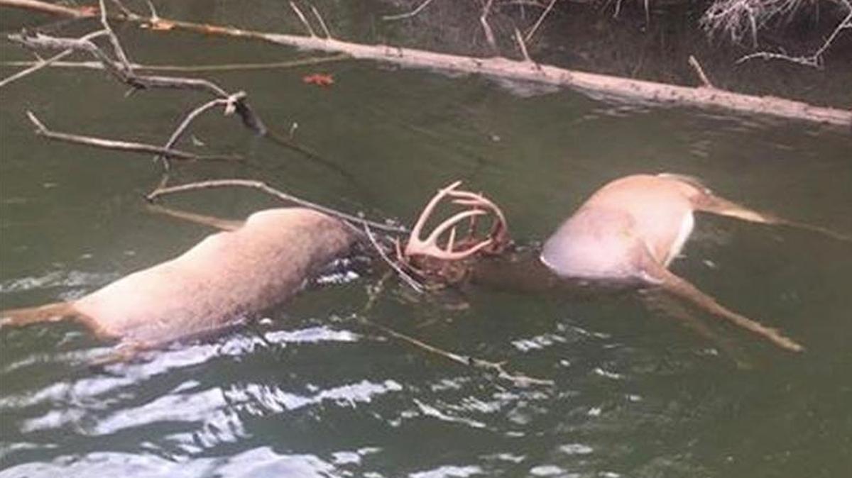 Two teenage anglers fishing on Missouri’s Table Rock Lake found something this month that they had never seen in their young lives.