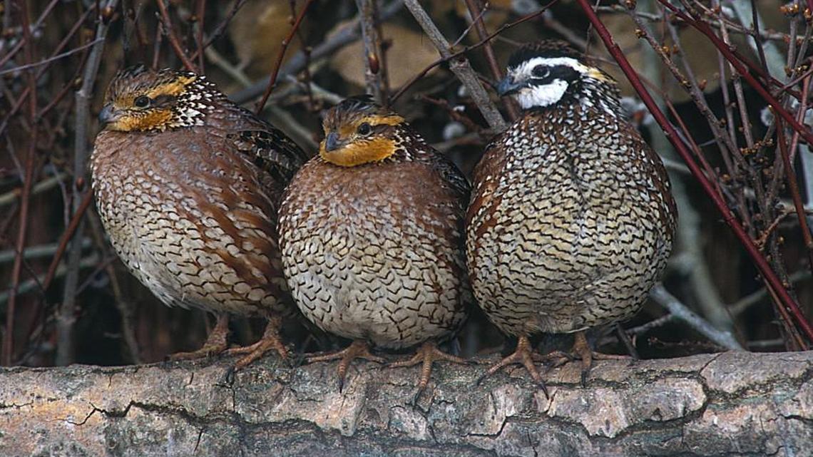A trio of bobwhite quail stand together, the Texas Parks and Wildlife Department is predicting an uncertain hunt this year due to drought conditions.