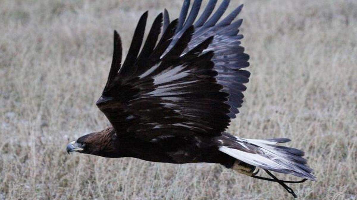 
A golden eagle is one of the raptors used by Kansas falconers to hunt small game.
