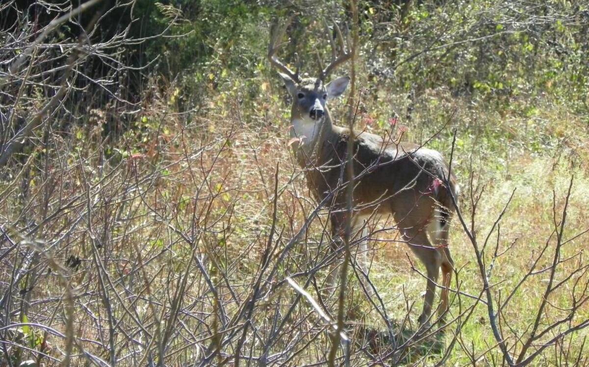 
In the early stages of chronic wasting disease, you can’t tell by looking if a deer is sick. Later, it is obvious. It takes awhile for the deer to deteriorate and die.
