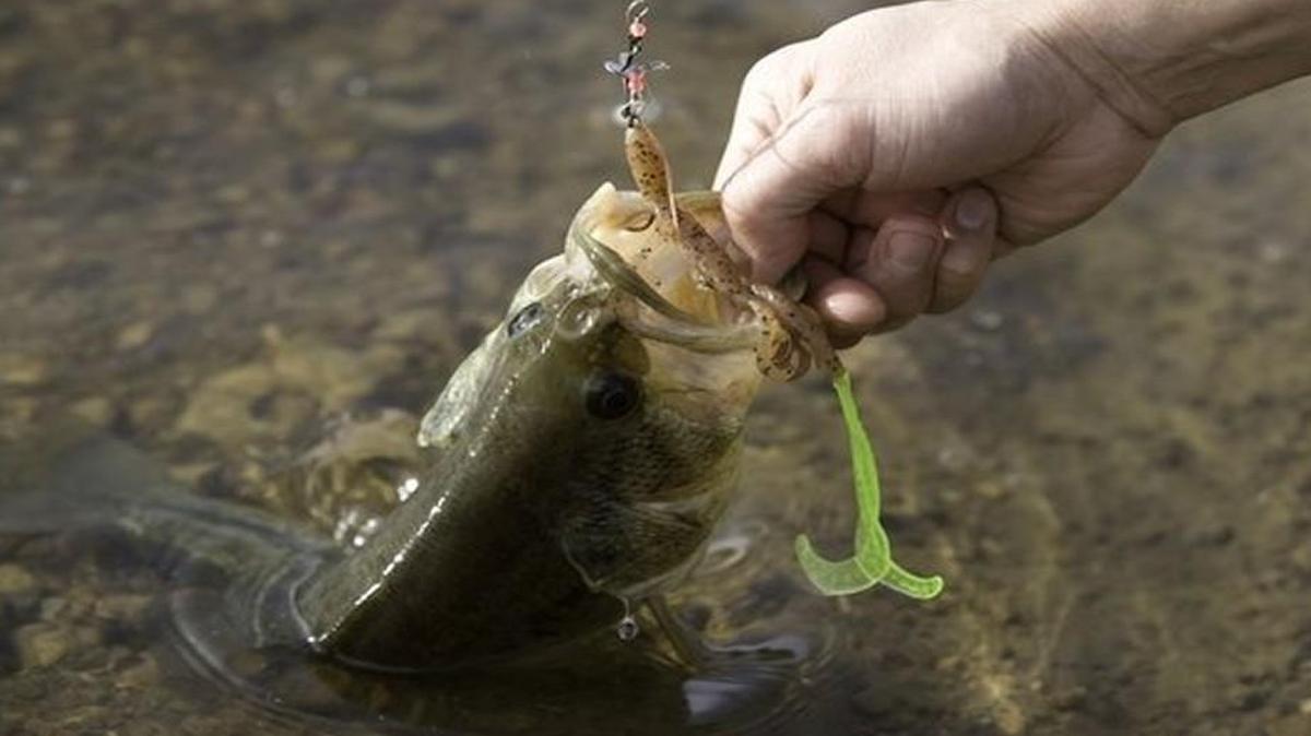 A fisherman reels in a large mouth bass during springtime in Joplin.