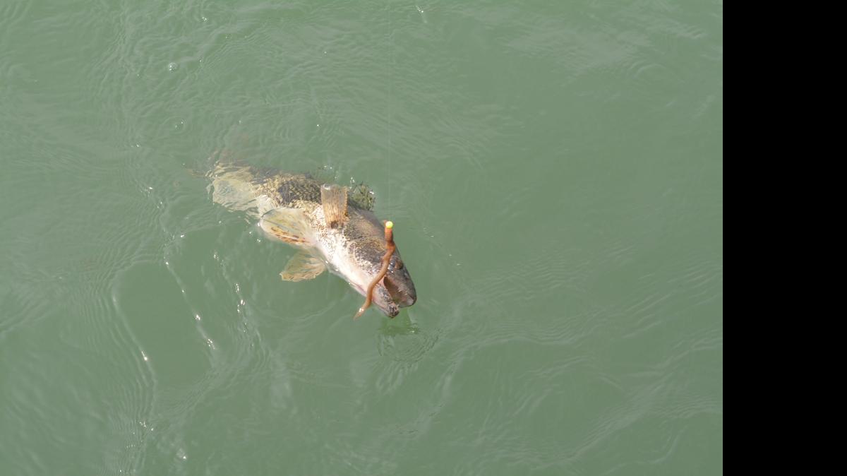 
A walleye hooked by Jim Perry surrendered and came to the surface during a recnet outing on Melvern Lake.
