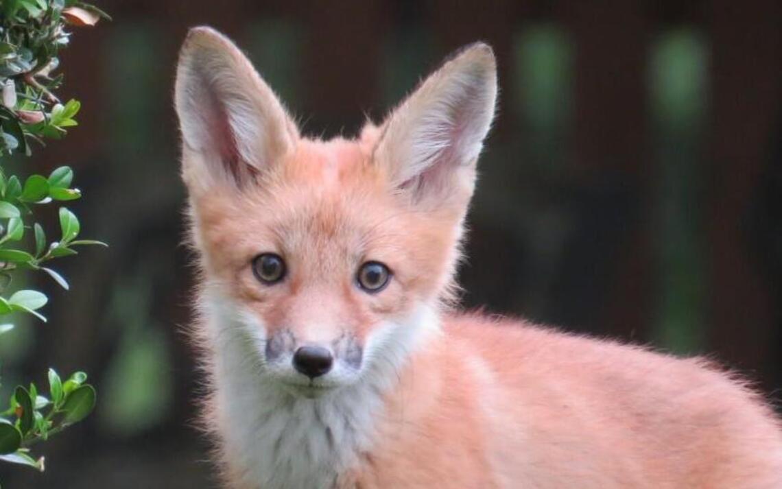 Backyard wildlife: Here’s what lives just out the back door