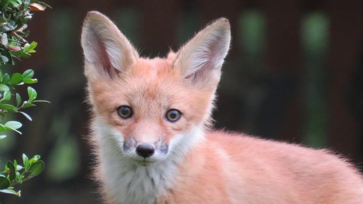 A young red fox peeked out from a shrub to explore his suburban home ground.