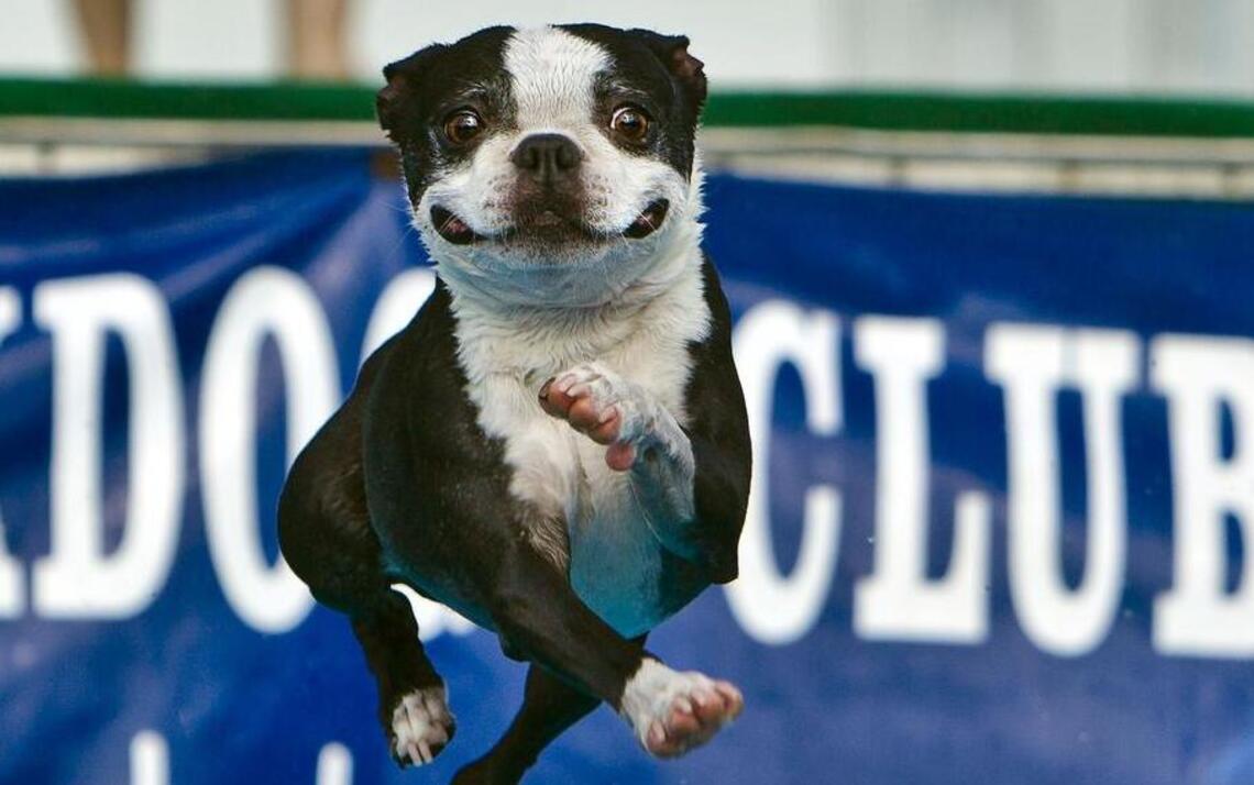 Dogs will make a splash at Boat and Sportshow