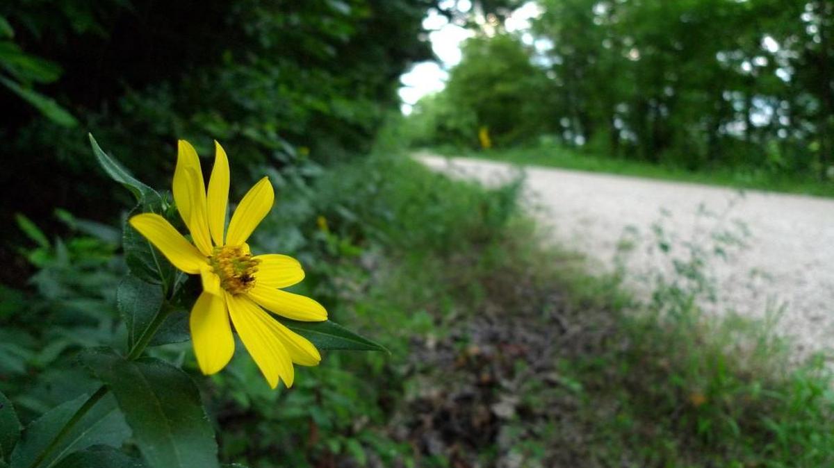 There is a lot of beauty on the Katy Trail, although there may not be any flowers visible this time of year.
