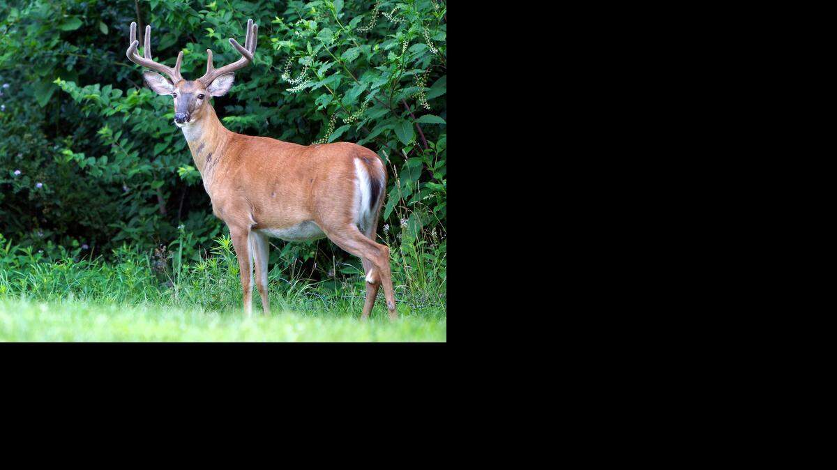 
At a time when deer hunters in Missouri and Kansas are dreaming about trophy bucks, wildlife managers are trying to come up with ways to slow a decline in whitetail numbers.
