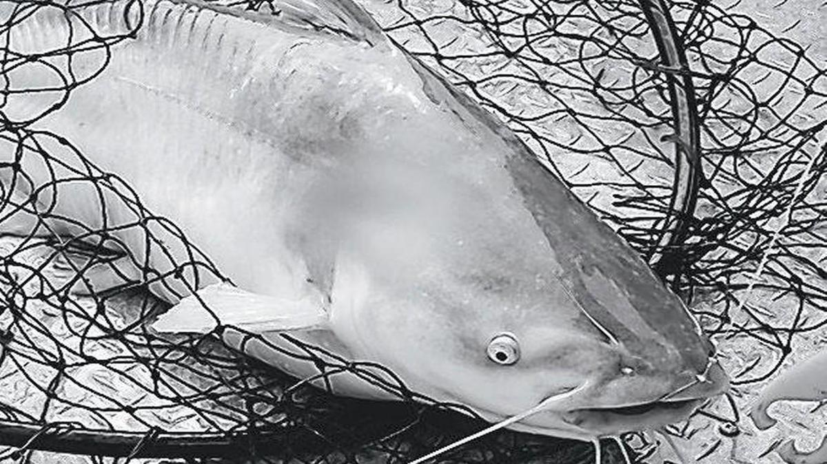 Catfish