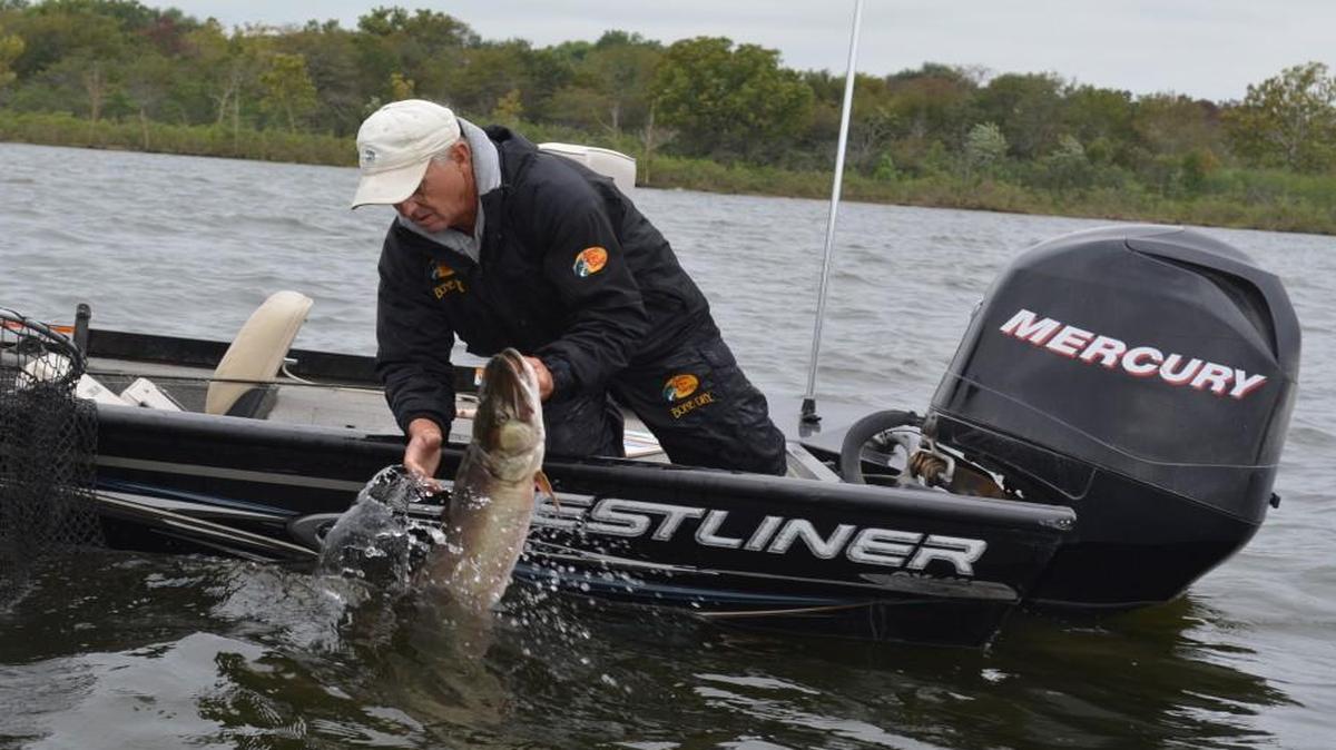 
Gary Pearson of Coaches Guide Service released a big muskie he caught while fishing on Martin’s Flat on Pomme de Terre Lake. 
