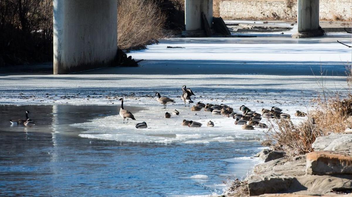 Geese and ducks rest on ice on the Brush Creek, the majority of which was frozen on the first day of 2018 — a fairly representative picture of the region’s lakes, ponds and streams.