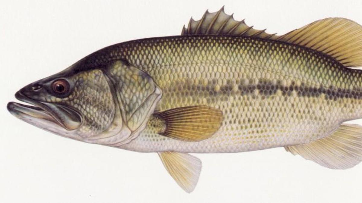 Largemouth bass