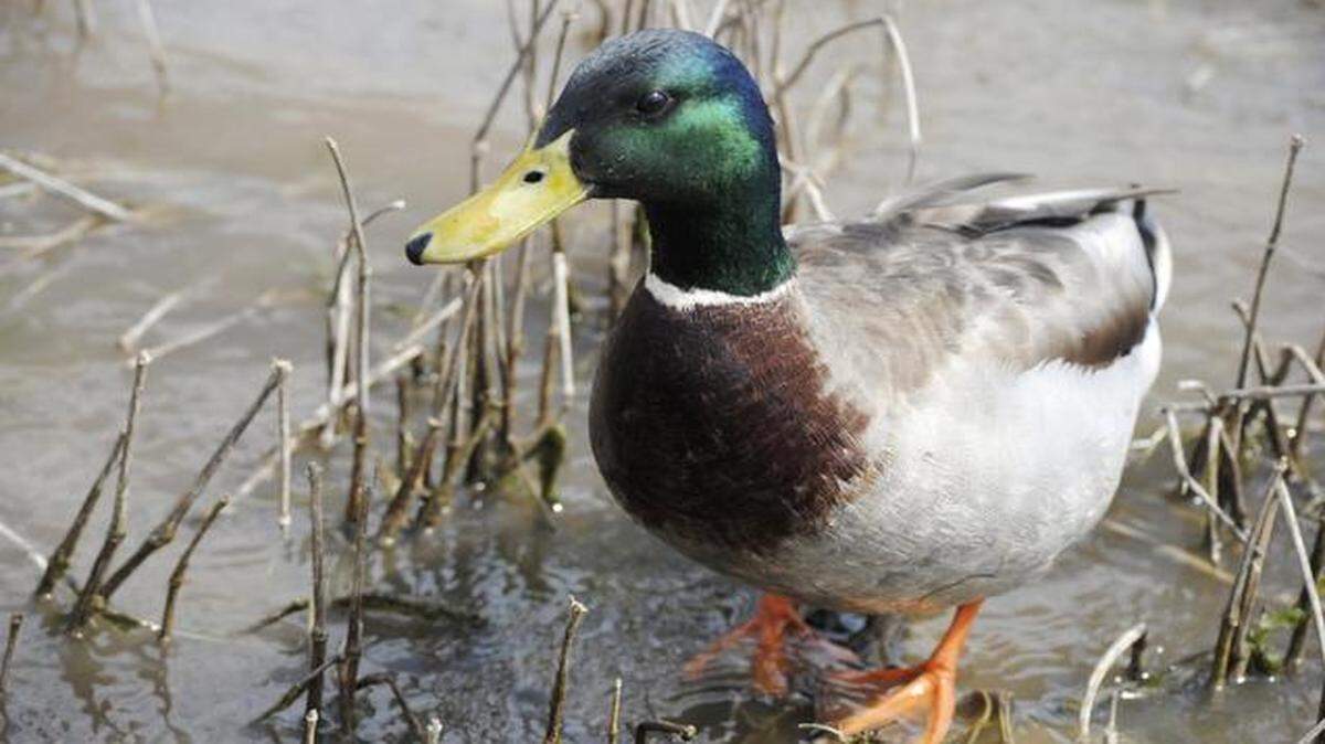 
A mallard duck.
