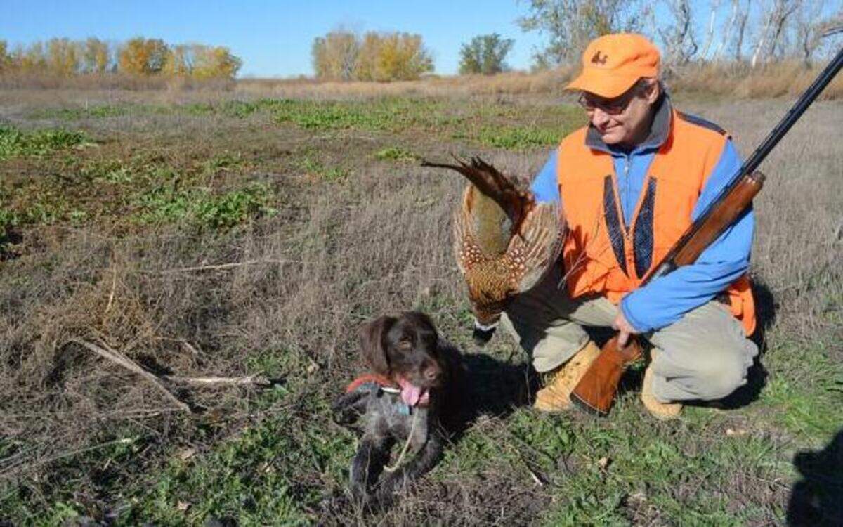 
Dave Zumbaugh’s German wirehair pointer, whose name is Mota, retrieved a pheasant for Larry Dodge. While Dodge seemed impressed, Mota reacted with indifference.
