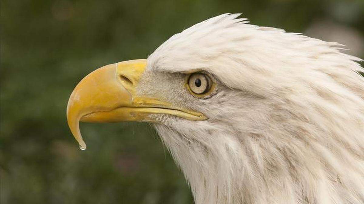 
Kaw Point Park’s first Eagle Days on Friday and Saturday offer chances to see bald eagles in Kansas City, Kan.
