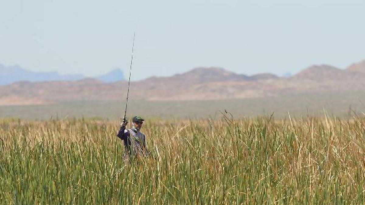 
No, Aaron Martens isn’t fishing from shore. He’s standing in his boat in the thick vegetation on Lake Havasu, fishing the “baby bird” pattern. 
