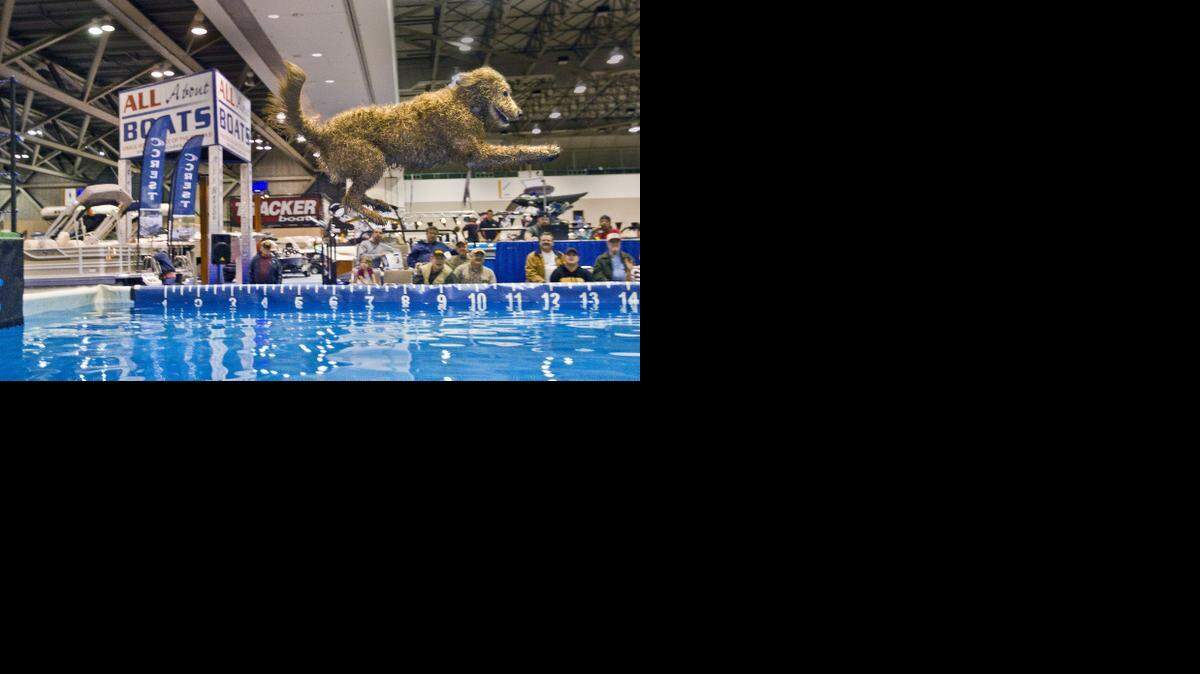 Charley Sprocket dives into during a Dock Dogs competition at a recent Kansas City Boat and Sportshow at Bartle Hall