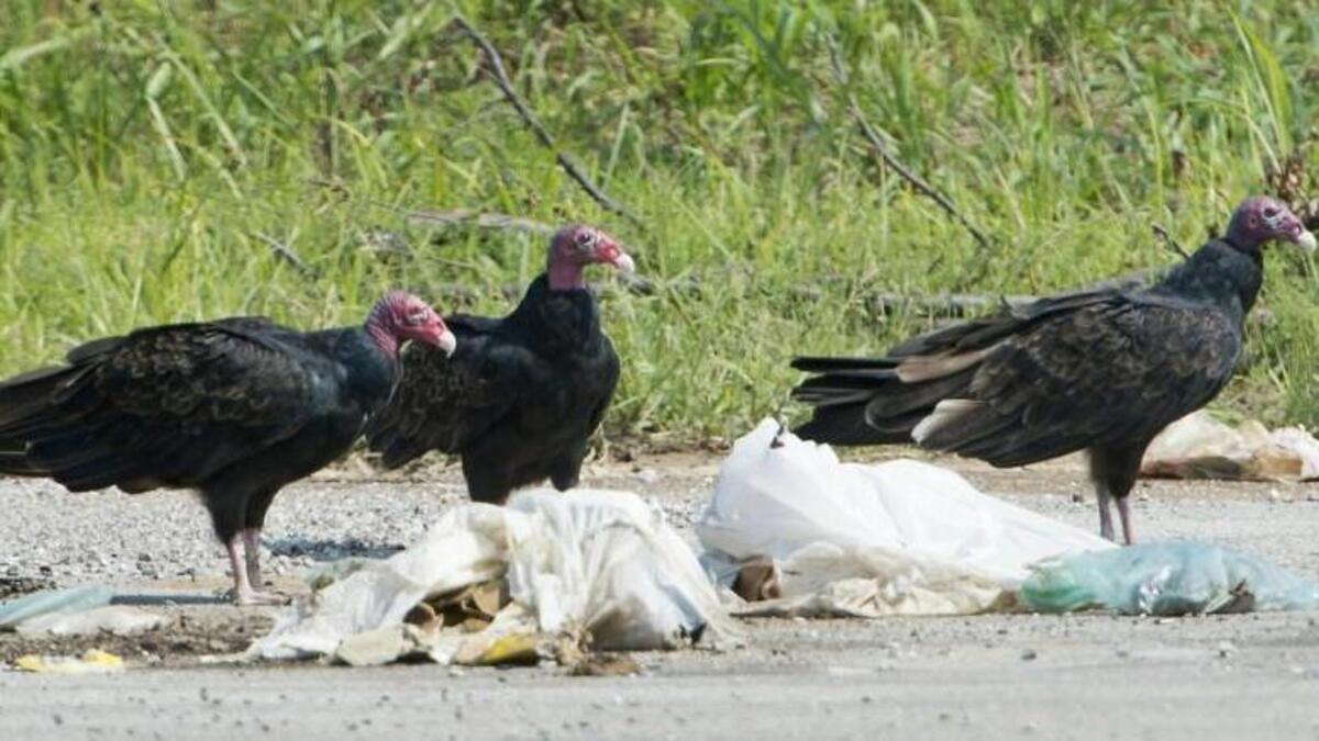 Looking for an opportunity to eat, these Turkey Vultures reviewed the trash remains left behind Monday on the street at the corner of South West Kessler Drive and South West Fascination Drive in Lee’s Summit. The vultures did not find anything to their liking and flew away.