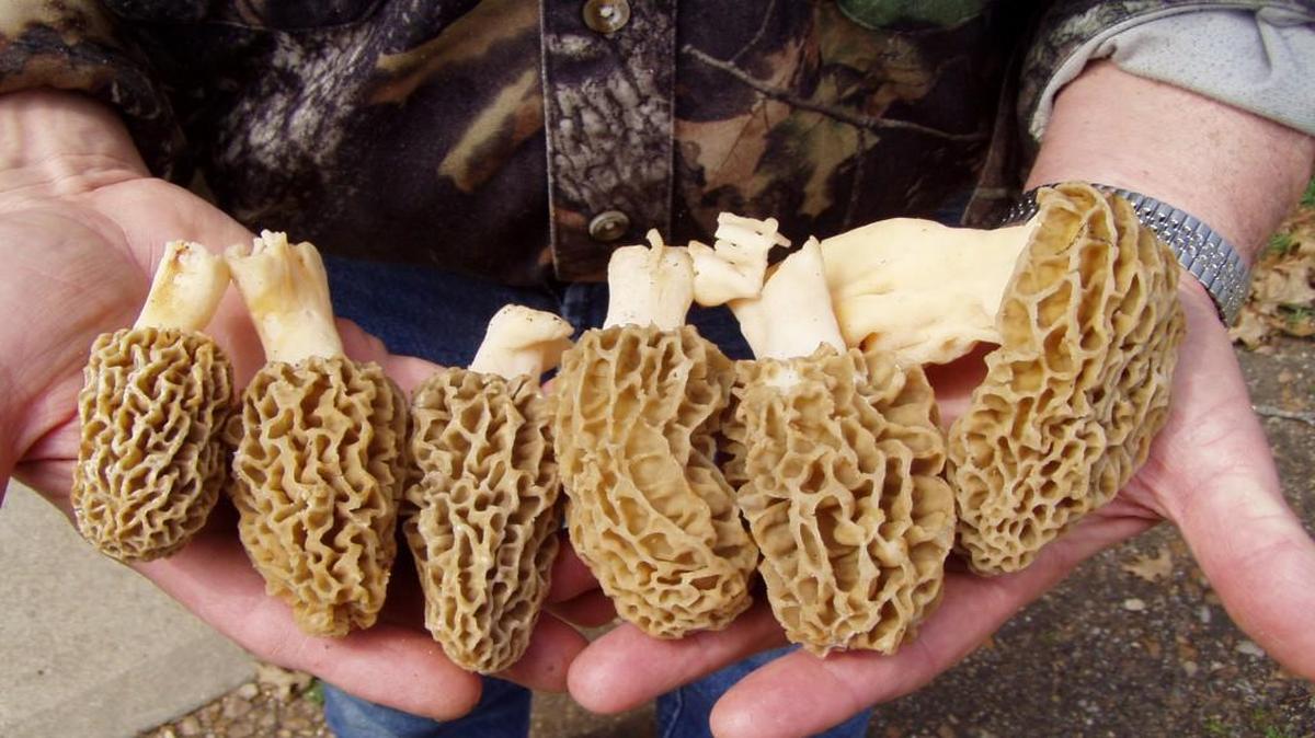Morel mushrooms are in season. Get some if you can.
