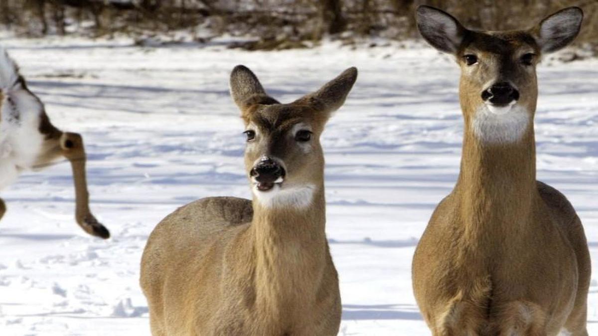 
As Kansas considers restructuring its hunting and fishing permit fees, nonresident deer hunters would be the hardest hit by the increases. 

