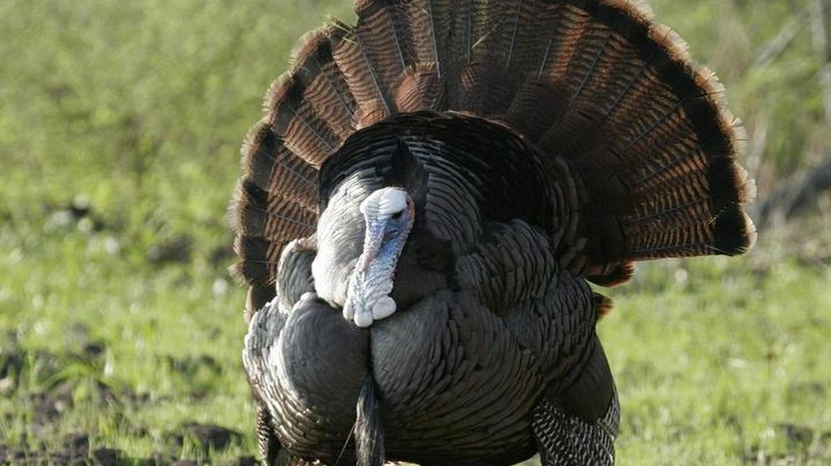 Managed turkey hunts will be offered in Missouri and Kansas.