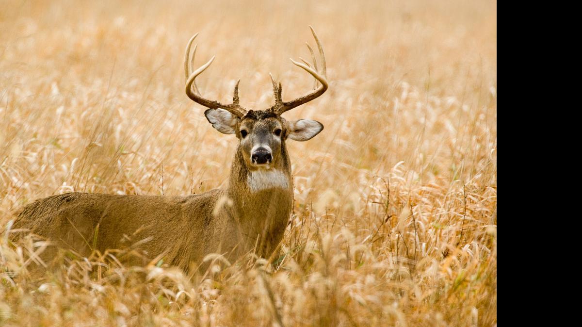 
Chronic Wasting Disease won’t change the deer population immediately but could in the long term, deer biologist Jason Sumners told the Missouri Conservation Commission.
