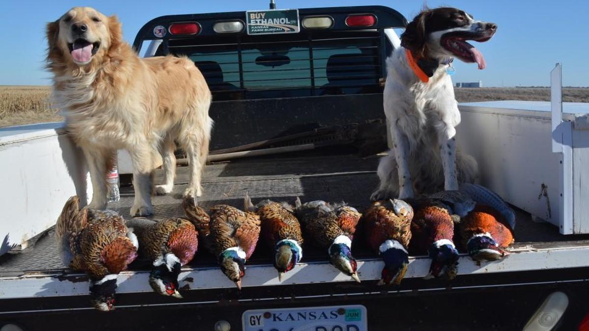 Bird dogs Sally (left) and Tripp posed over a portion of the pheasants they retrieved during a hunt Monday near Dodge City, Kan.