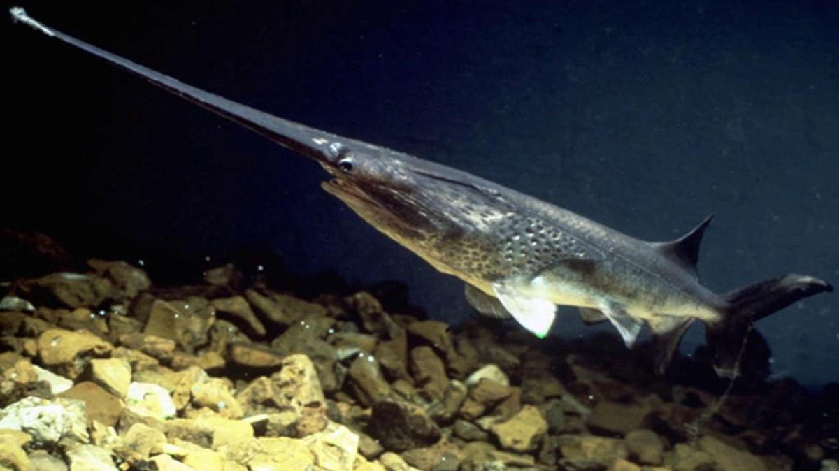 Missouri’s paddlefish season begins March 15.