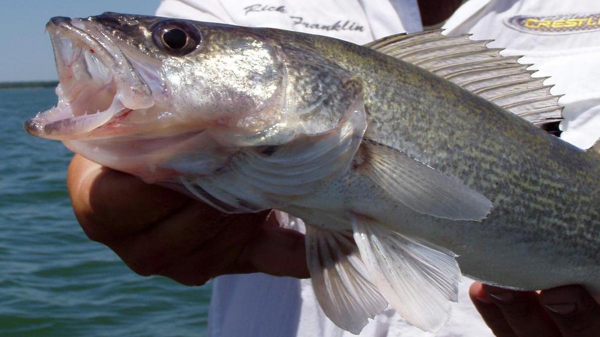 
Fishermen in this week’s Cabela’s National Team Walleye Championship hope to catch plenty of Milford Lake’s walleye, like this one. The tournament there in 2003 helped put the lake on the map.


