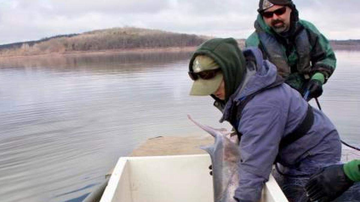 
Christina Kelsay, a resource science assistant for the Missouri Department of Conservation, dropped a paddlefish into a holding tank with the help of Mike Bayless, a fisheries management biologist. They were tagging and releasing paddlefish so snaggers can report their catches.
