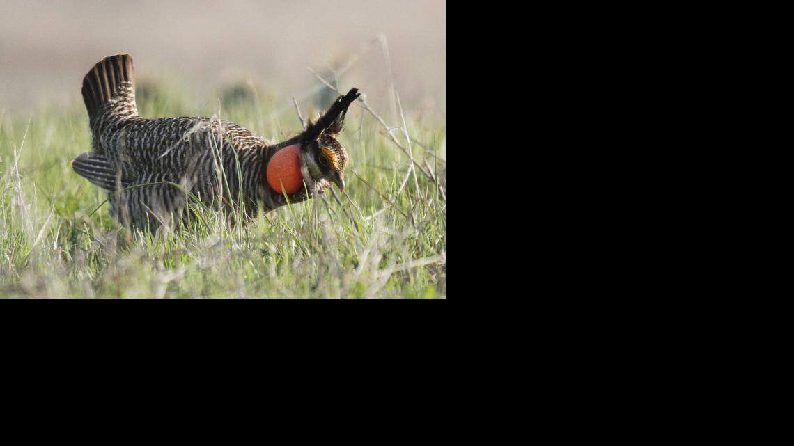 
Kansas Gov. Sam Brownback has repeatedly criticized the U.S. Fish and Wildlife Service for listing lesser prairie chickens as threatened.
