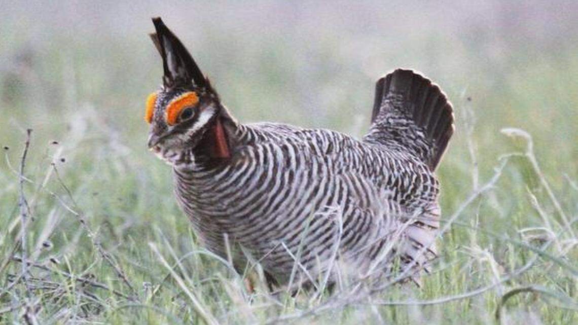 The lesser prairie chicken was designated an endangered species in 2022.
